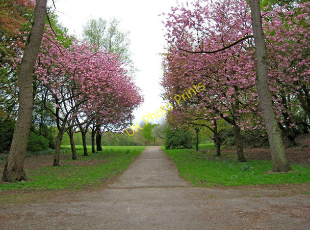 Photo 6"x4" A path through the trees, Heaton Park Prestwich c2010