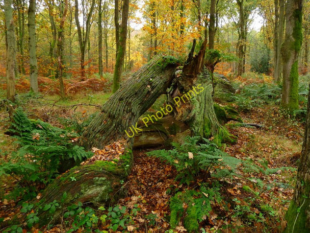 Photo 6"x4" Savernake Forest - Fallen Tree Marlborough\/SU1869 c2010 P1