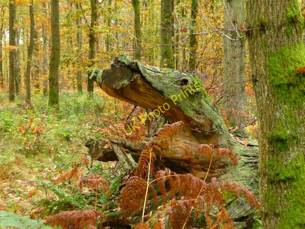 Photo 6"x4" Savernake Forest  - A Dinosaur Marlborough\/SU1869 c2010
