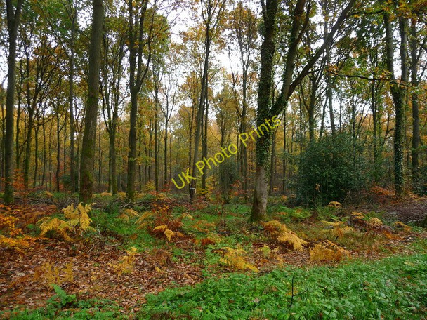 Photo 6"x4" Savernake Forest - Track Marlborough\/SU1869 c2010