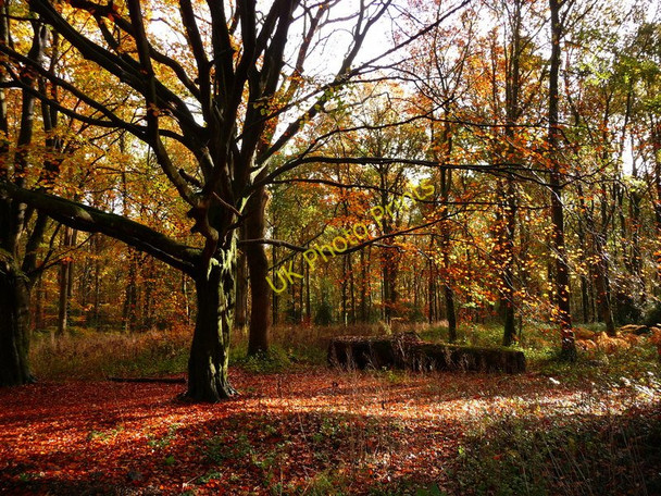 Photo 6"x4" Savernake Forest - Trees Marlborough\/SU1869 c2010
