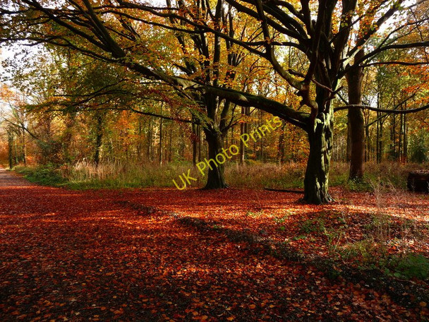 Photo 6"x4" Savernake Forest - Trees Marlborough\/SU1869 c2010