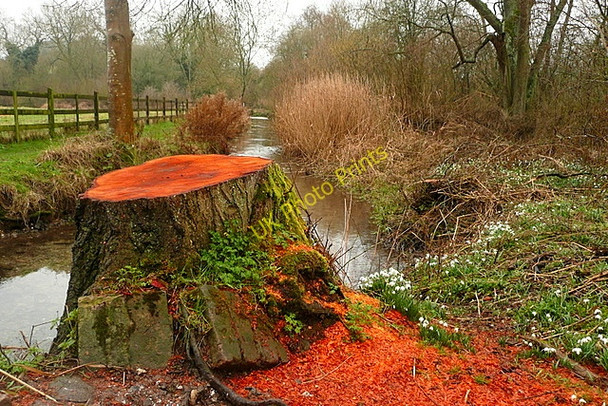 Photo 6"x4" Felling on the Lambourn Hunt's Green\/SU4370 c2011