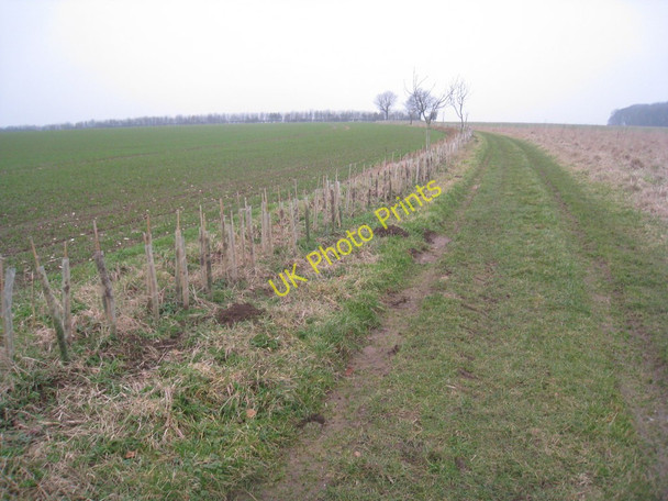 Photo 6"x4" New hedge near Haywold Farm North Dalton c2011