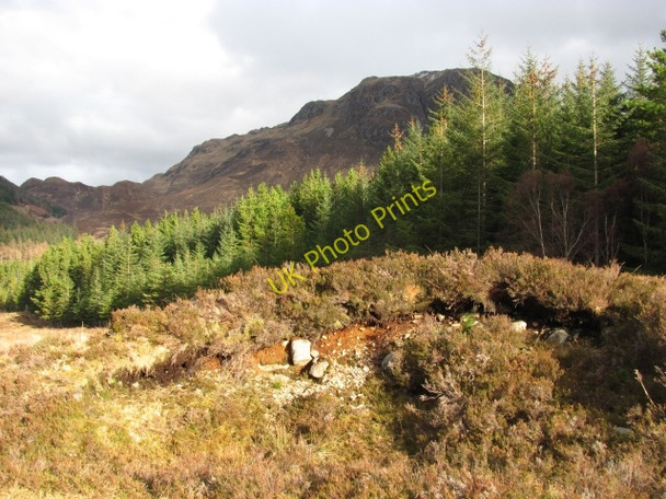 Photo 6"x4" Forest edge, Glen More Ratagan c2011