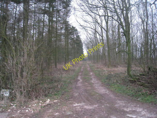 Photo 6"x4" Woodland ride near North Grange North Dalton c2011