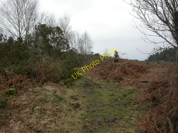 Photo 6"x4" Cripplestyle, open access land Cripplestyle c2011