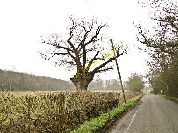 Photo 6"x4" Gnarled old oak tree near White House Farm, Peasenhall Sibton c2011
