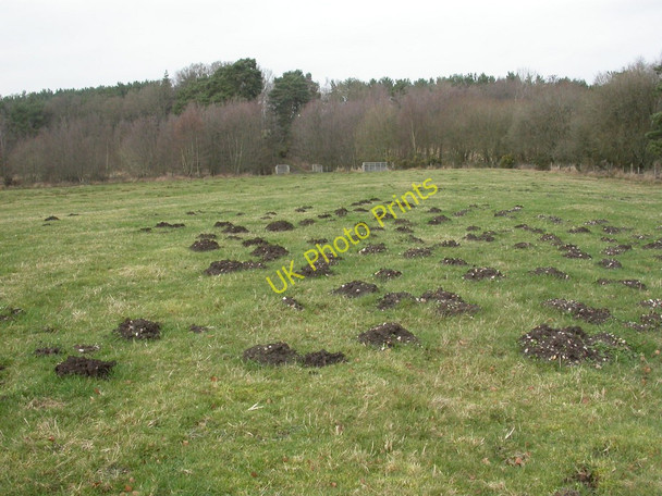 Photo 6"x4" Gotham, molehills Cripplestyle c2011