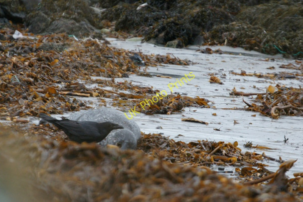 Photo 6"x4" Raven on a seal carcass, Whaal Ayre, Haroldswick Bothen c2011