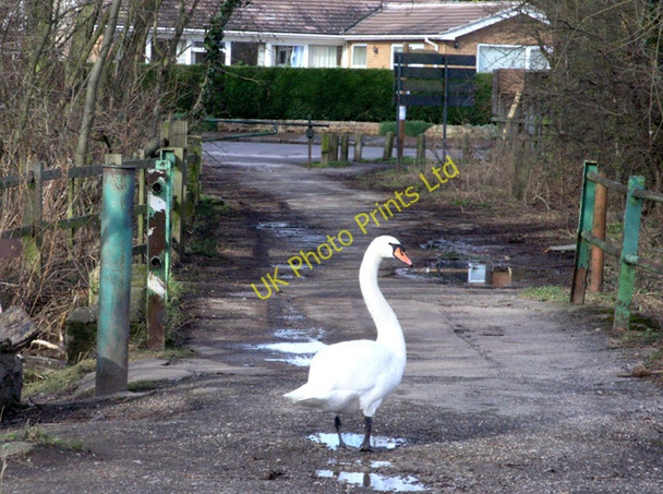 Photo 6"x4" A swan takes a walk on The Strand Beeston\/SK5236 c2008