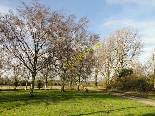 Photo 6"x4" Silver birch trees on the Green at Great Dunham East Lexham c2011