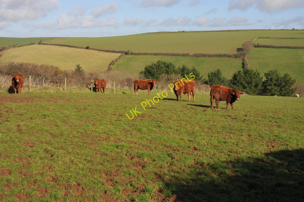 Photo 6"x4" Red Devon Cattle Salcombe c2011