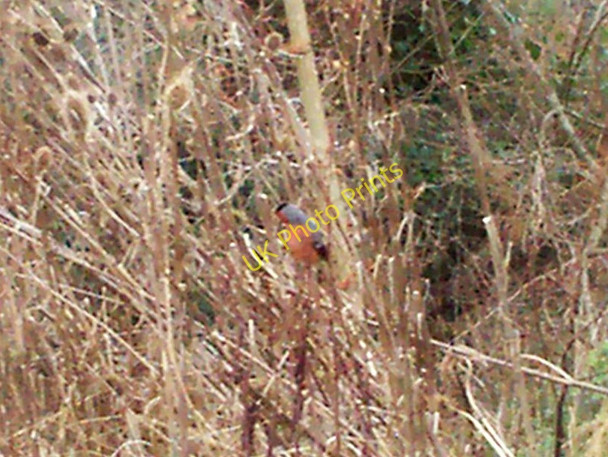 Photo 6"x4" Bullfinch among the teasles, Llanteg Llanteg c2010