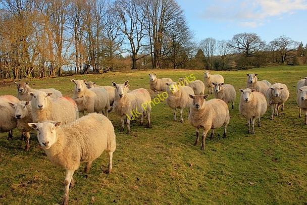 Photo 6"x4" Hill Pasture Near Fair Rigg Newby Bridge c2011