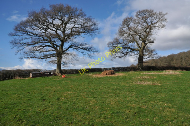 Photo 6"x4" Trees and hedgerow Vowchurch Common c2011