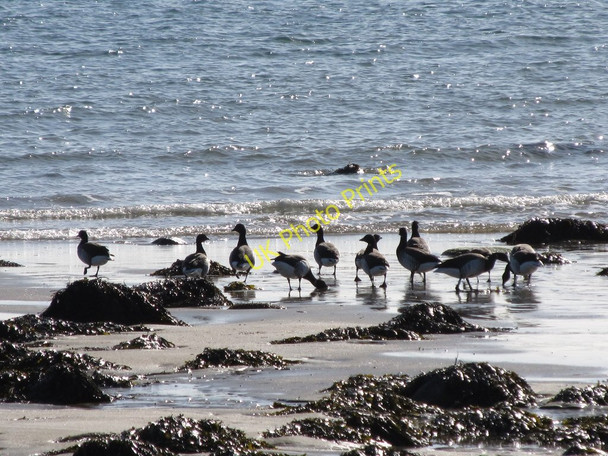 Photo 6"x4" Canada Geese foraging on the sea shore west of Nicholsons Point Kilkeel c2011
