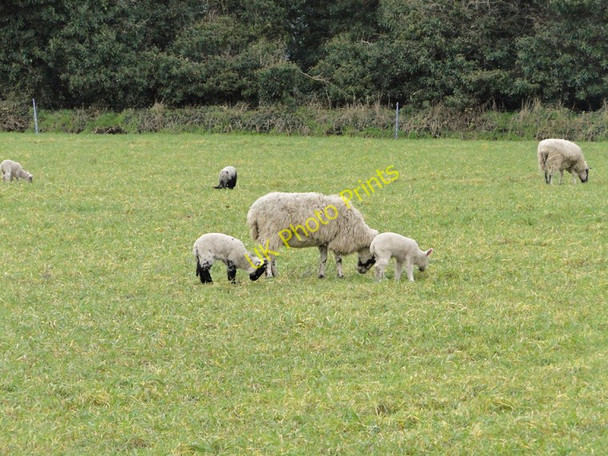 Photo 6"x4" Ewe and her lambs at East Walton East Walton c2011