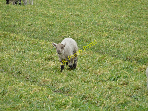 Photo 6"x4" Lamb on the run, at east Walton East Walton c2011