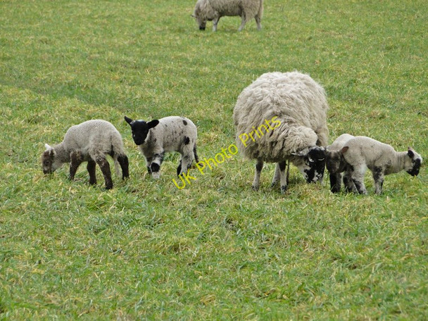 Photo 6"x4" Ewe with triplets at East Walton East Walton c2011