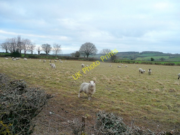 Photo 6"x4" Sheep and lambs, Bromsash 2011 Bromsash c2011