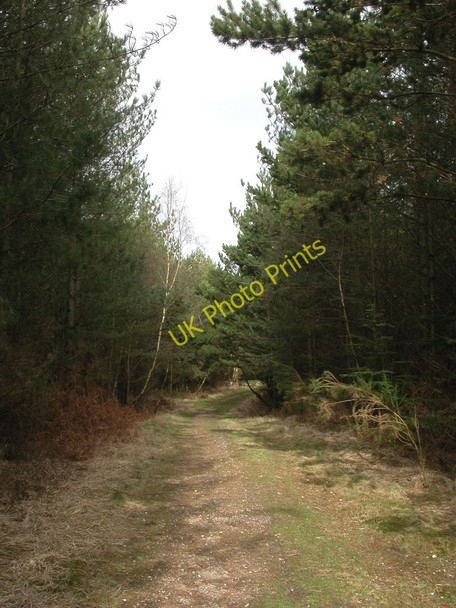 Photo 6"x4" Pistle Hill, forestry road Gotham\/SU0811 c2011