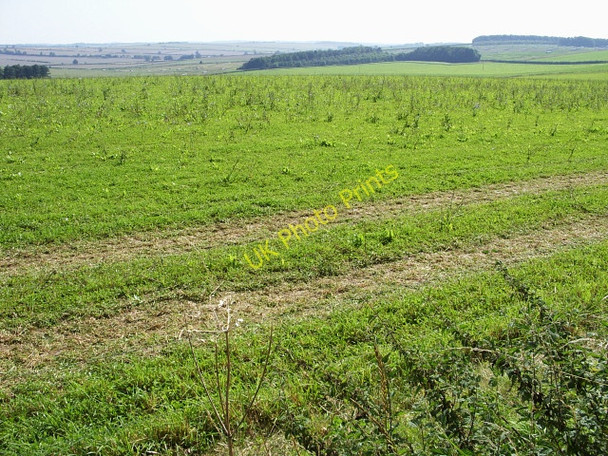 Photo 6"x4" Launceston Down (2) Tarrant Launceston c2009