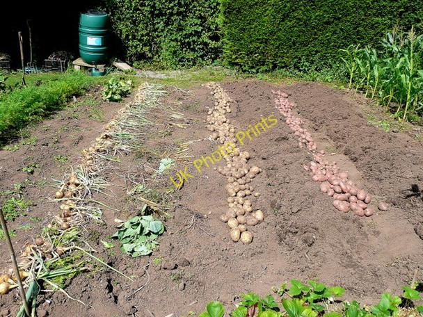 Photo 6"x4" A reasonable harvest Bromsash c2009