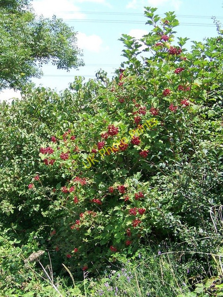 Photo 6"x4" Guelder Rose (Viburnum opulus) Minety c2009