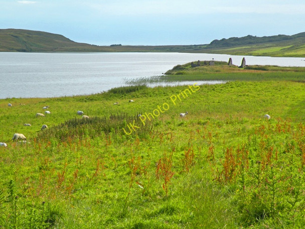 Photo 6"x4" Sheep grazing in meadow above Loch Finlaggan Ballygrant c2009