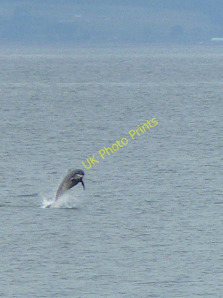 Photo 6"x4" Dolphin in Portmahomack harbour. Portmahomack c2009