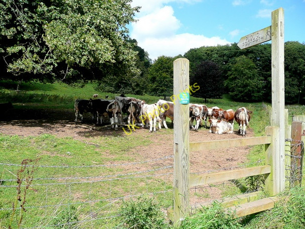 Photo 6"x4" Footpath to How Caple 2 Crossway\/SO6131 c2009