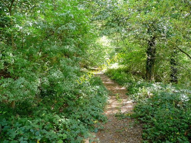 Photo 6"x4" Within How Caple Wood Crossway\/SO6131 c2009