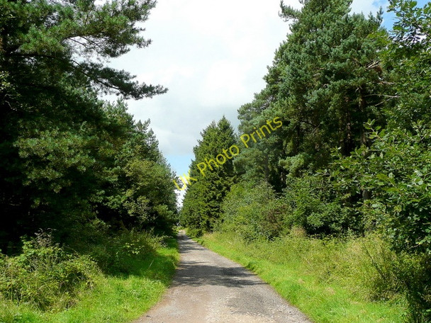 Photo 6"x4" Road to Loquiers Farm Drybrook c2009