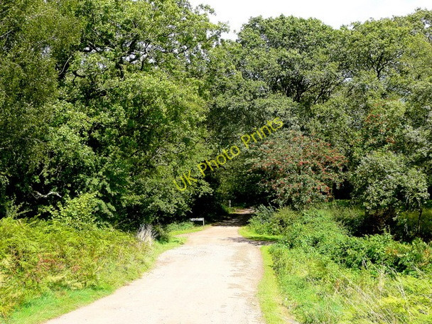 Photo 6"x4" Forestry road Collafield c2009