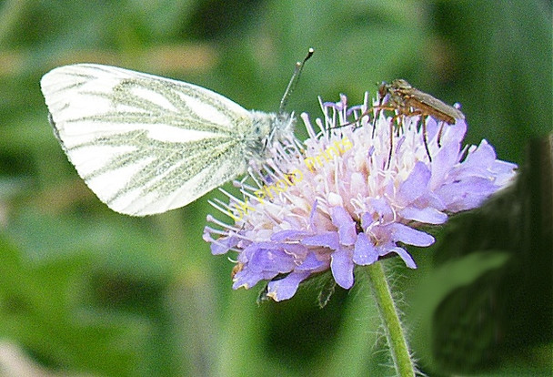 Photo 6"x4" Insects on Flower Inverkeilor c2009