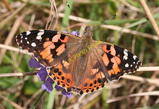 Photo 6"x4" Painted Lady (Cynthia cardui) Inverkeilor c2009
