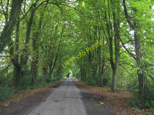 Photo 6"x4" Avenue Of Trees Near Leysters Leysters c2009