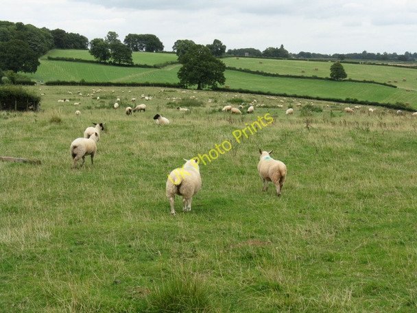 Photo 6"x4" Sheep Near Grafton Golder Field c2009
