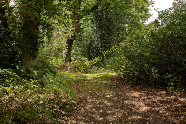 Photo 6"x4" Footpath on top of Turmer Hill Lower Turmer c2009