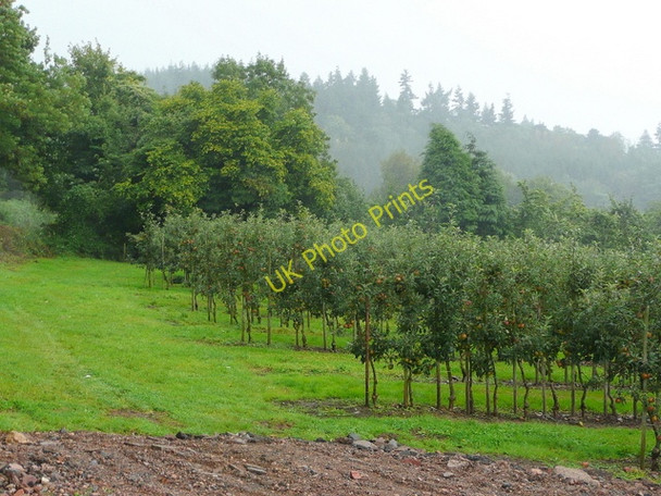 Photo 6"x4" Orchards on Huntley Hill Ganders Green c2009