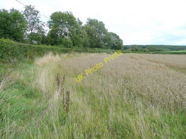 Photo 6"x4" Wheat crop by Little Birch Lane King's Thorn c2009