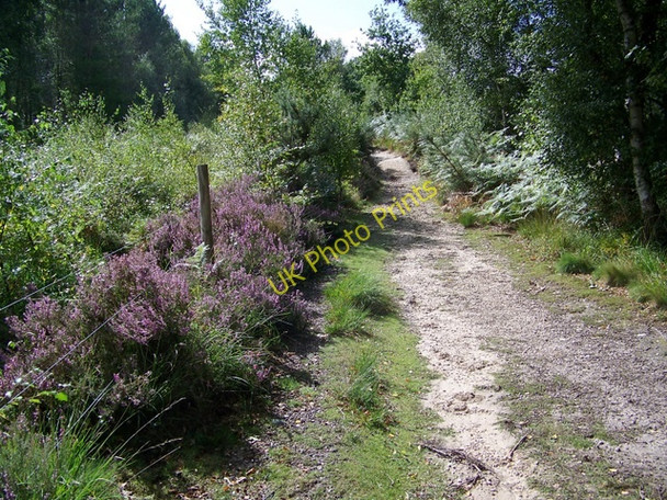 Photo 6"x4" Permissive path, Holt Heath Higher Row c2009
