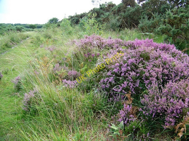 Photo 6"x4" Heather, Holt Heath Higher Row c2009