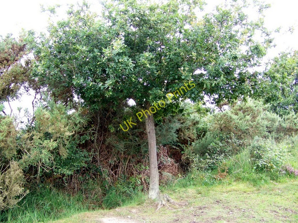 Photo 6"x4" Young Oak tree, Holt Heath Higher Row c2009
