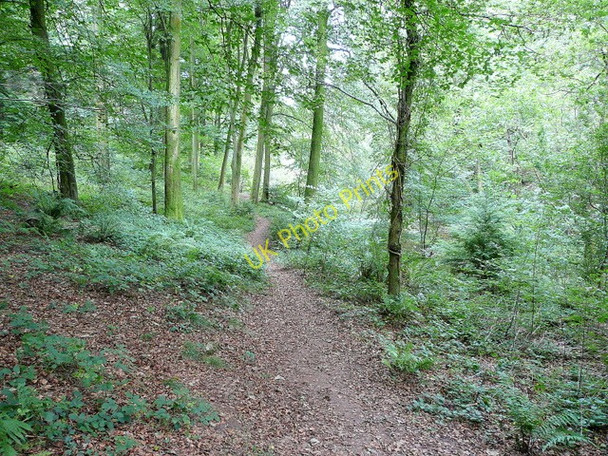 Photo 6"x4" Path between Soudley ponds Grange Village c2009