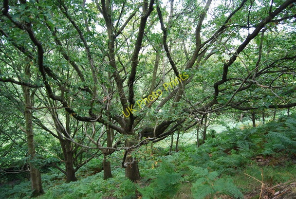 Photo 6"x4" Oak woodland by the North Wales Path Conwy c2009