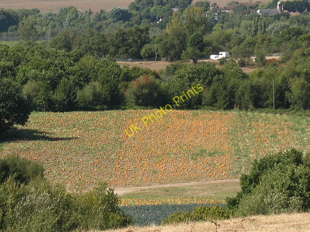 Photo 6"x4" Pumpkin field? Hickmans Green c2009