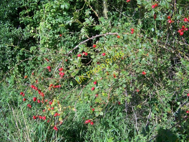 Photo 6"x4" Rose-hips near Corton Knook c2009