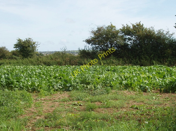 Photo 6"x4" Brassica near Doomane Mooncoin c2009